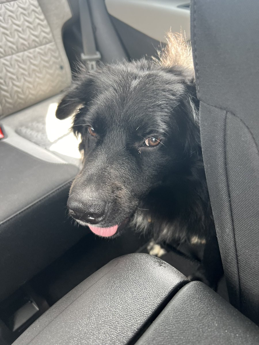 ThatB3tchBritt's tweet photo. Happy Gotcha day buddy! Everyone, meet Milo! 🥰❤️. He’s our little bundle of joy. While he has a remaining Nuero condition after being a pup with Distemper Infection, you would never know, besides his butt wobbles 🍑. We love you sweet baby boy! 🐕 welcome to Casa De Gordon! https://t.co/sthkX2k0RO