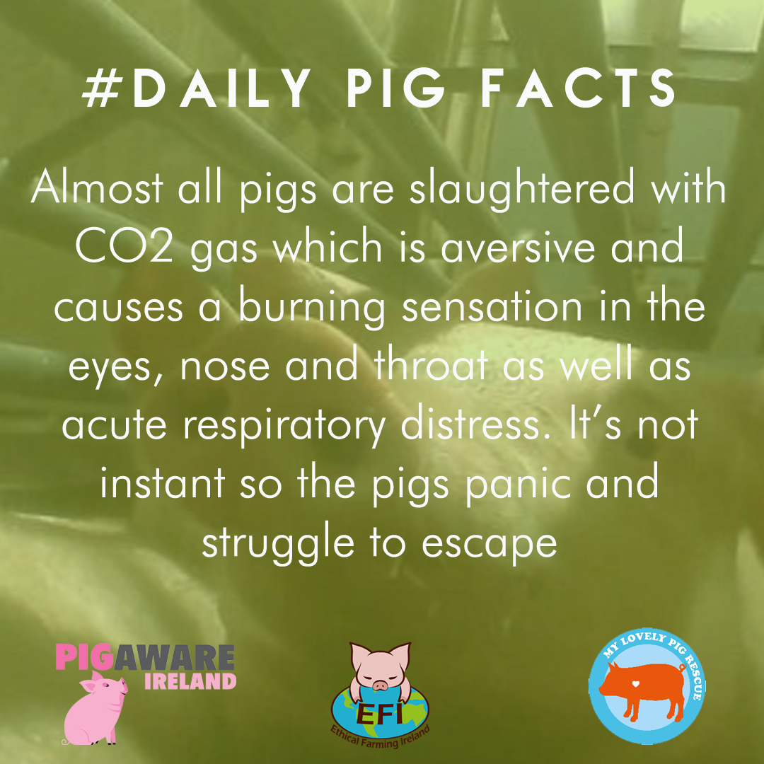 Ethical Farming Ireland tweet media
