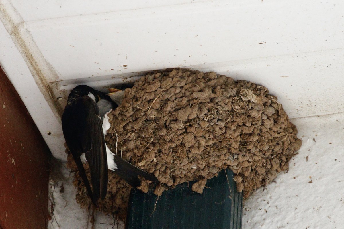 Derek C (@exebirding) on Twitter photo From 30th May this new build has produced a family ready to fledge w/b 21st July. It has been very interesting to watch. Good luck on your long journey South !@WildExmouth <a href="/DevonWildlife/">Devon Wildlife Trust</a> <a href="/exmouthjournal/">Exmouth Journal</a> From 30th May this new build has produced a family ready to fledge w/b 21st July. It has been very interesting to watch. Good luck on your long journey South !@WildExmouth <a href="/DevonWildlife/">Devon Wildlife Trust</a> <a href="/exmouthjournal/">Exmouth Journal</a>