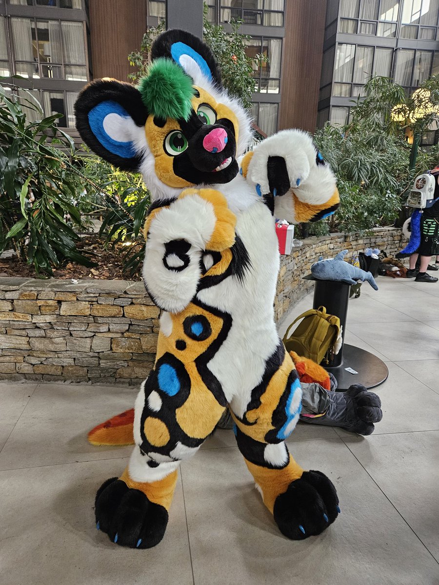 Manu_Koa's tweet photo. Eeeee! I found an extremely cute African Wild Doggo this far north in Edmonton, AB. Meet @WildDogWorks having a blast at Fur-Eh 2024.

Look @APD_Alala! I met one of your kind up here! 😁😍🥰

#fureh #fureh2024 https://t.co/gi34CPschn