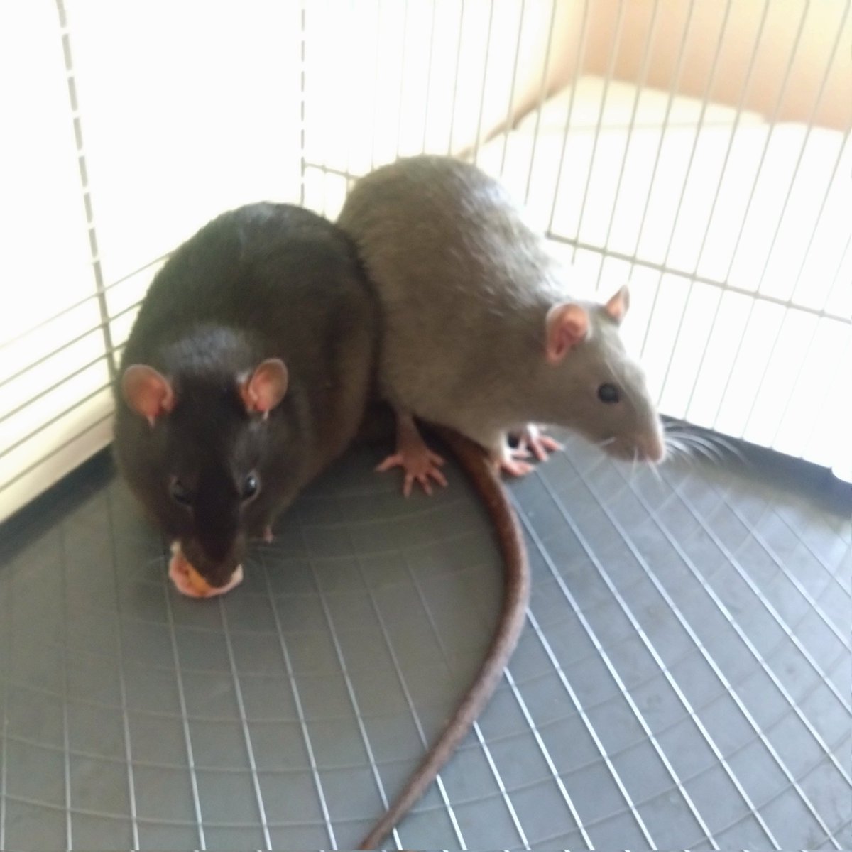 Greytail - Rattus Invictus! tweet media