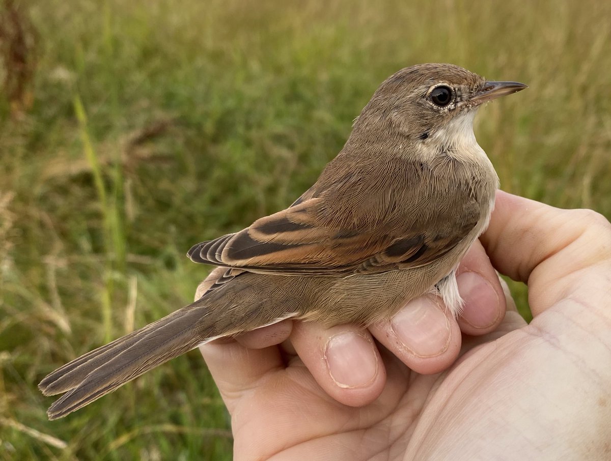 Chas Holt ๐๐บ๐ฆ (@chas_holt) on Twitter photo Some of the next generation: juvenile Goldfinch, Goldcrest and Whitethroat among 95 birds caught at Abberton today. Chiffchaff (32) typically abundant. Whimbrel over <a href="/EssexBirdNews/">EBwS Bird News</a> Some of the next generation: juvenile Goldfinch, Goldcrest and Whitethroat among 95 birds caught at Abberton today. Chiffchaff (32) typically abundant. Whimbrel over <a href="/EssexBirdNews/">EBwS Bird News</a>