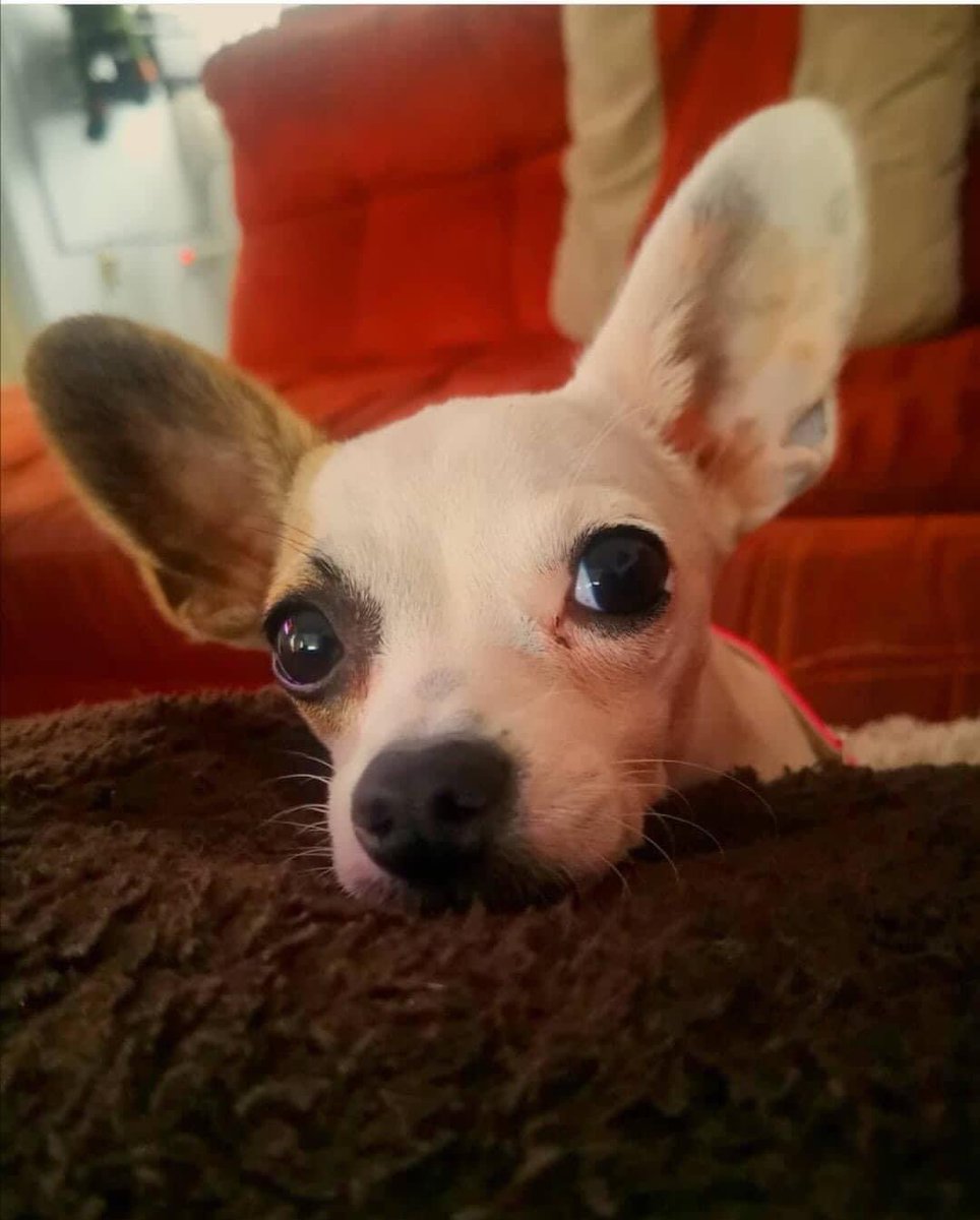 MaTere_Mendoza's tweet photo. Este post se comenta con una foto de tu perro…
Feliz día, perros. https://t.co/ceAZCSJ6Rj