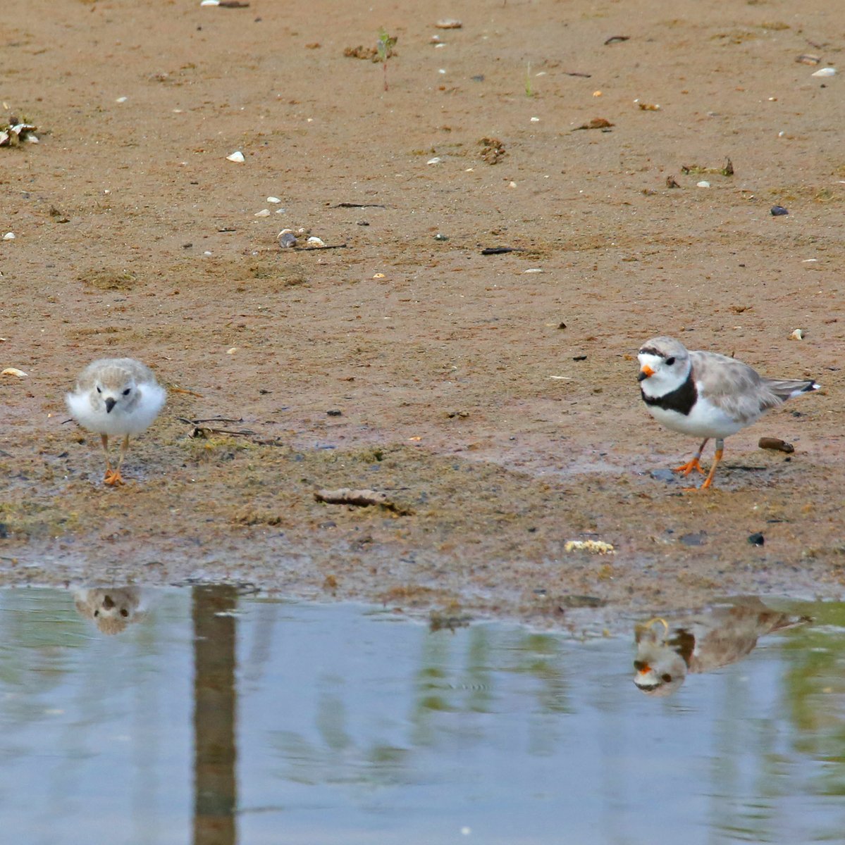 Robert Loerzel tweet media