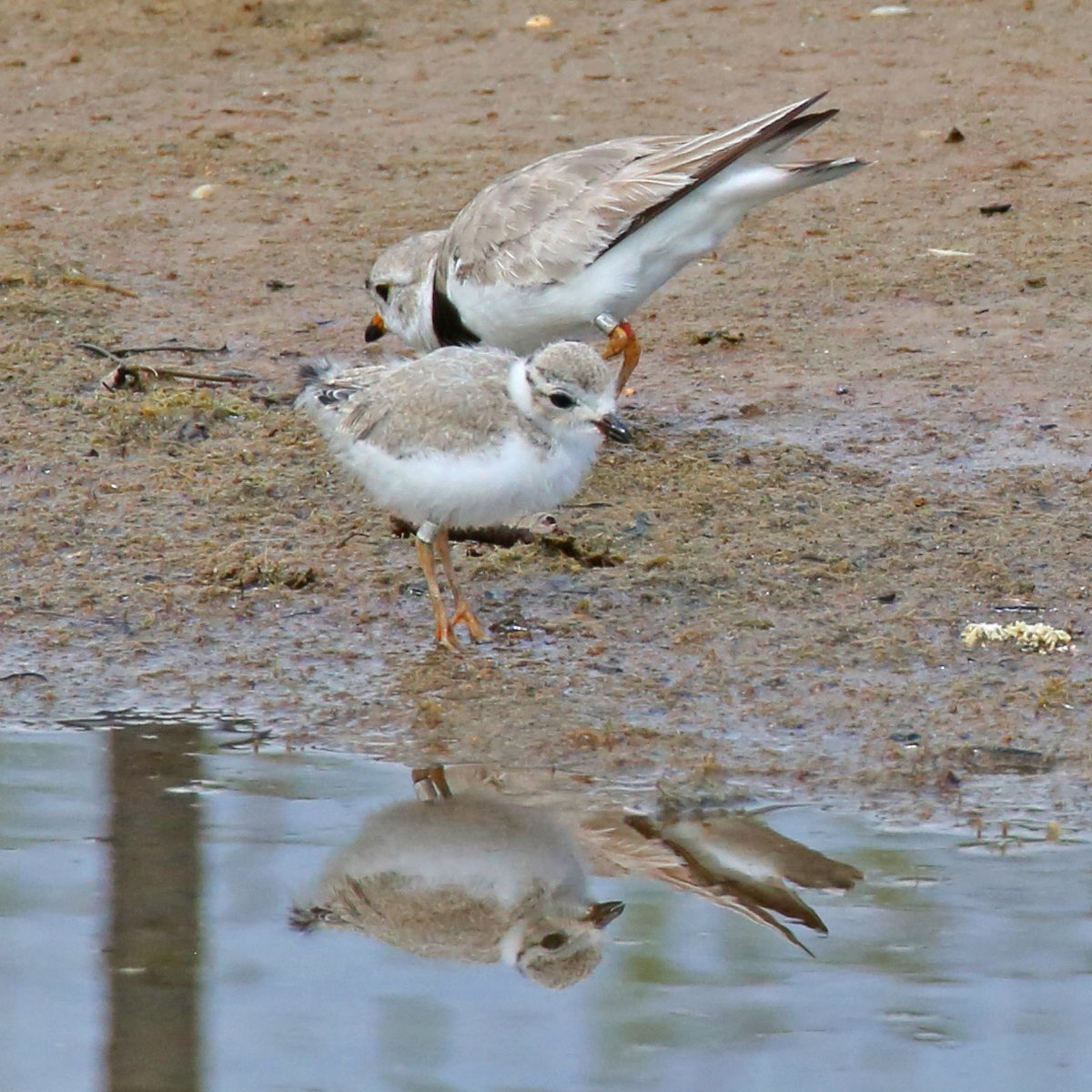 Robert Loerzel tweet media