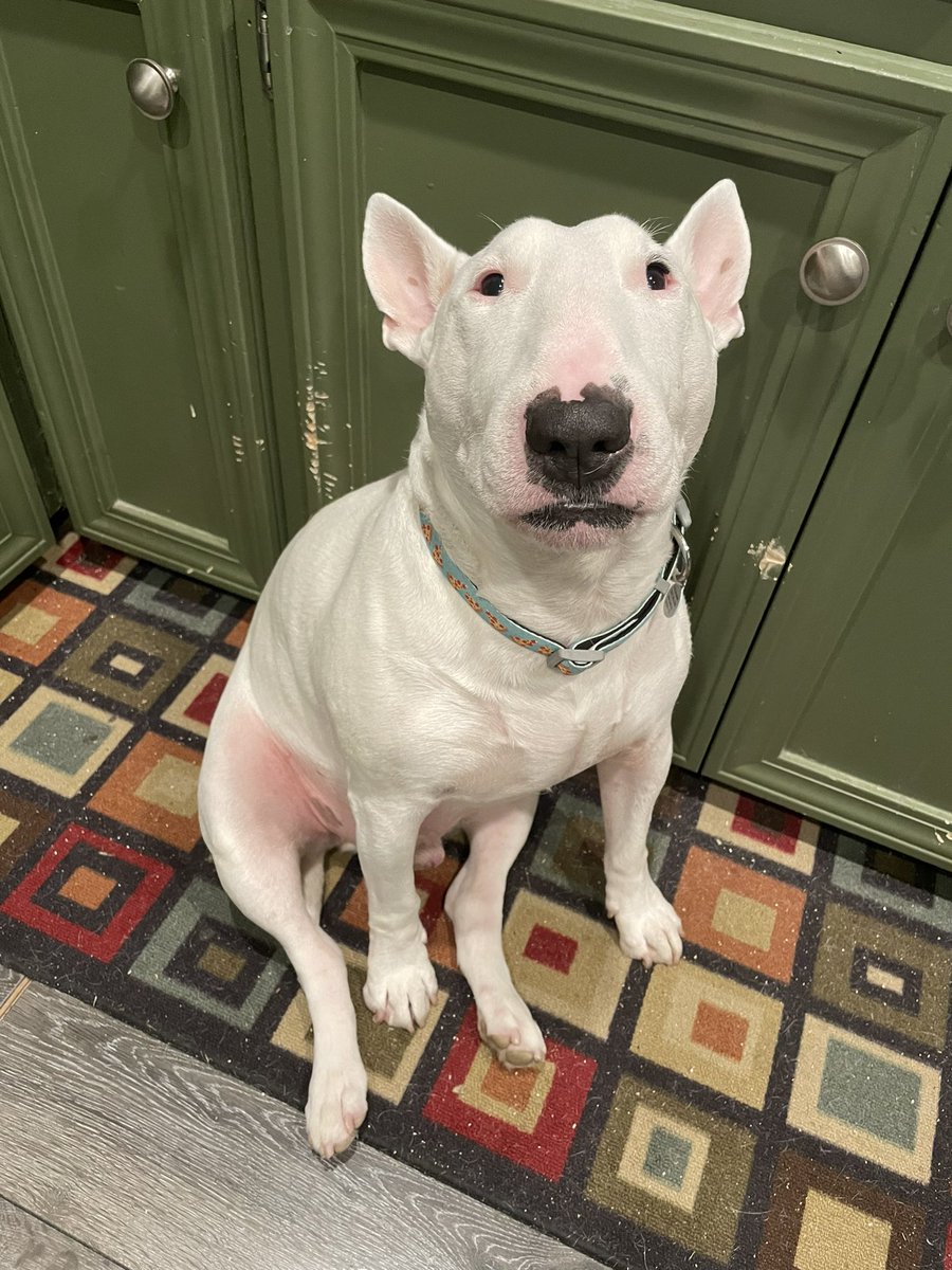 🐶 NELSON tweet media