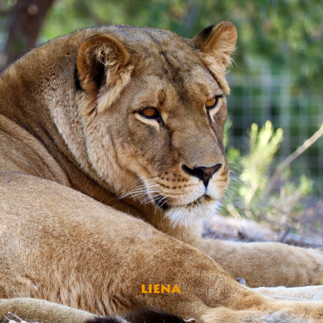 Los leones rescatados de la guerra de Ucrania, Sem y Liena, disfrutan juntos en su recinto en AAP España. A pesar de que Liena todavía sigue en proceso de rehabilitación, Sem la apoya con paciencia ♥️ . #RescateDeLeones #AAPEspaña