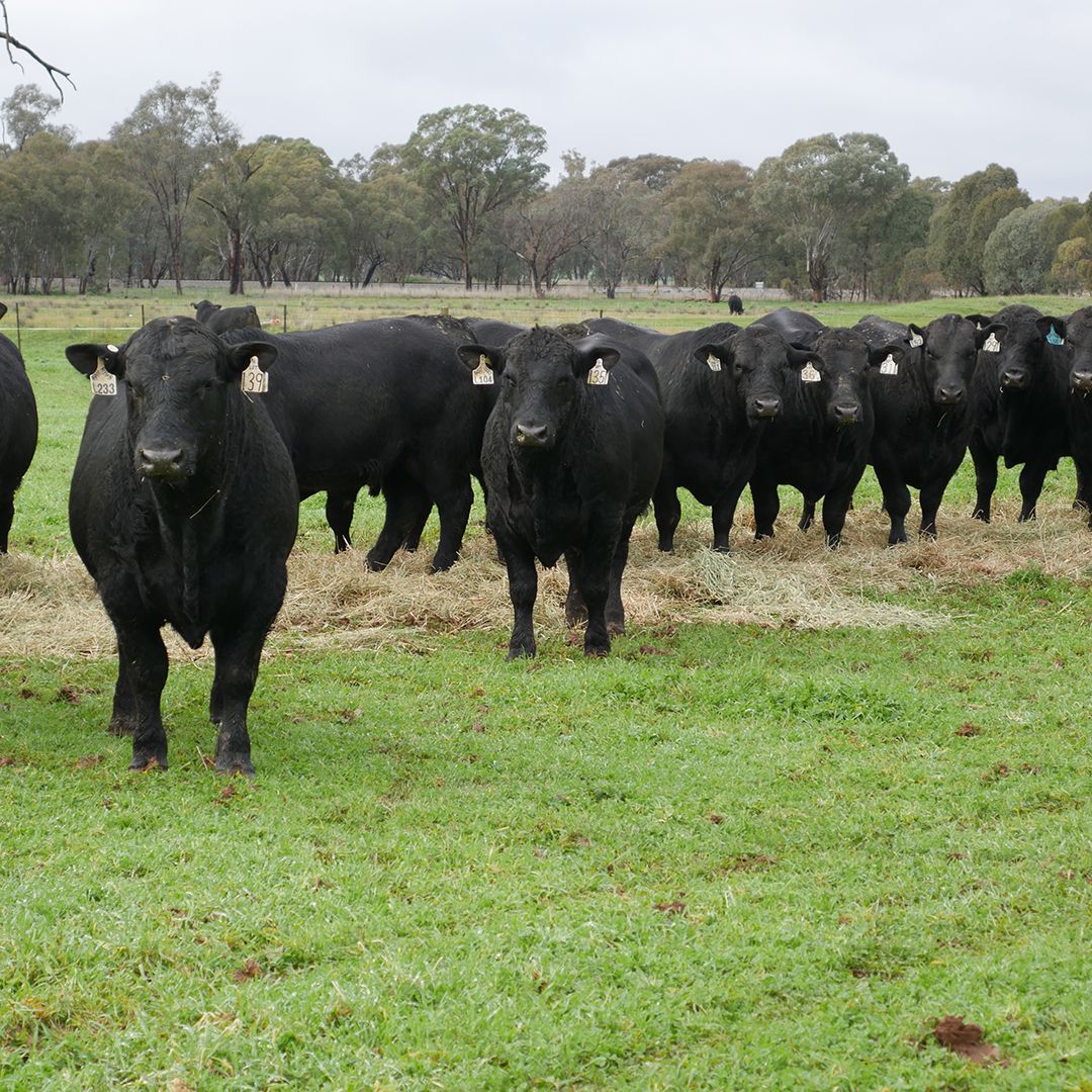 angusaustralia's tweet photo. THE LAND SOUTHERN BEEF WEEK

As the bull selling season heats up twenty-four Angus studs will open their gates during the 2024 The Land Southern Beef Week. 

Learn more about the event here 👉 https://t.co/V0HLroOSFq 
#beefweek #AngusAustralia #GrowAngus #AngusFamily https://t.co/qMI5rzWXME