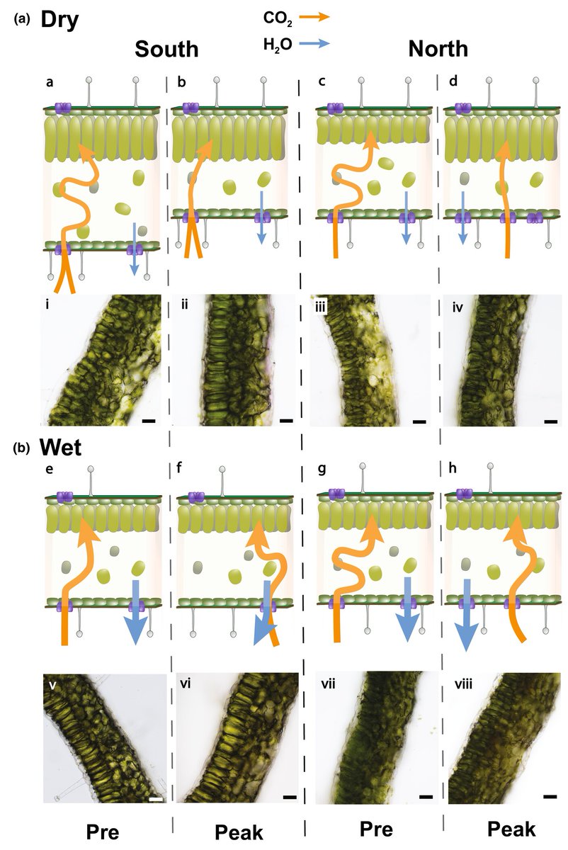 New Phytologist (@newphyt) on Twitter photo Regional differences in leaf #evolution facilitate photosynthesis following severe #drought
Branch et al. <a href="/HaleyABranch/">Haley Branch</a> <a href="/rangelimits/">Amy Angert</a>
📖 ow.ly/wbQ350SF5A6 Regional differences in leaf #evolution facilitate photosynthesis following severe #drought
Branch et al. <a href="/HaleyABranch/">Haley Branch</a> <a href="/rangelimits/">Amy Angert</a>
📖 ow.ly/wbQ350SF5A6