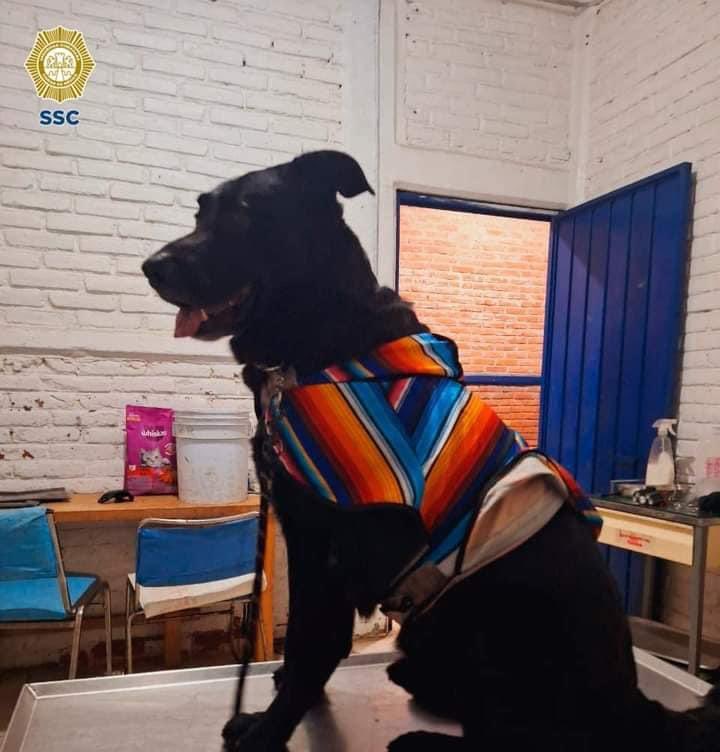 RC00599
🔴 REPORTE CIUDADANO. 

🆘🆘🆘🆘 
URGE  LOCALIZAR A SU FAMILIA, SU DUEÑO FALLECIÓ EN UN ACCIDENTE. 

ATENCIÓN:   ALCALDÍA CUAUHTÉMOC,  CDMX. 

COLONIA: ROMA Y ALREDEDORES 

🐶🐕
Raza: Mestizo, cruza de Labrador 
Sexo: Macho 
Color: Negro  

Collar: No
Placa: No
Suéter: