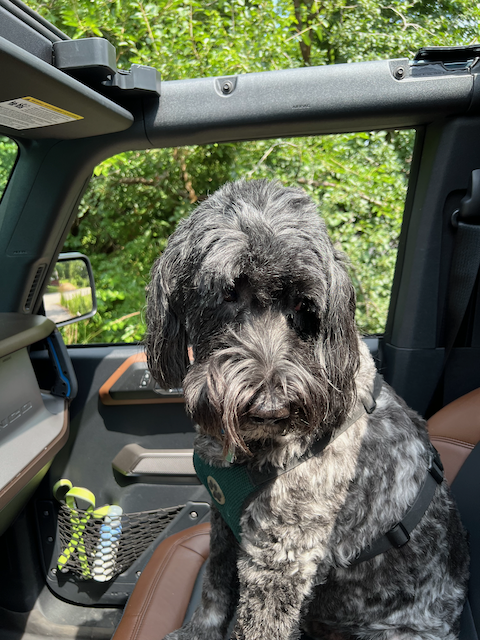 brianlong's tweet photo. Freddie rides shotgun in the Bronco. #WingMan #TouchGrass #TouchFur #CatchSomeRays https://t.co/YixALef59j