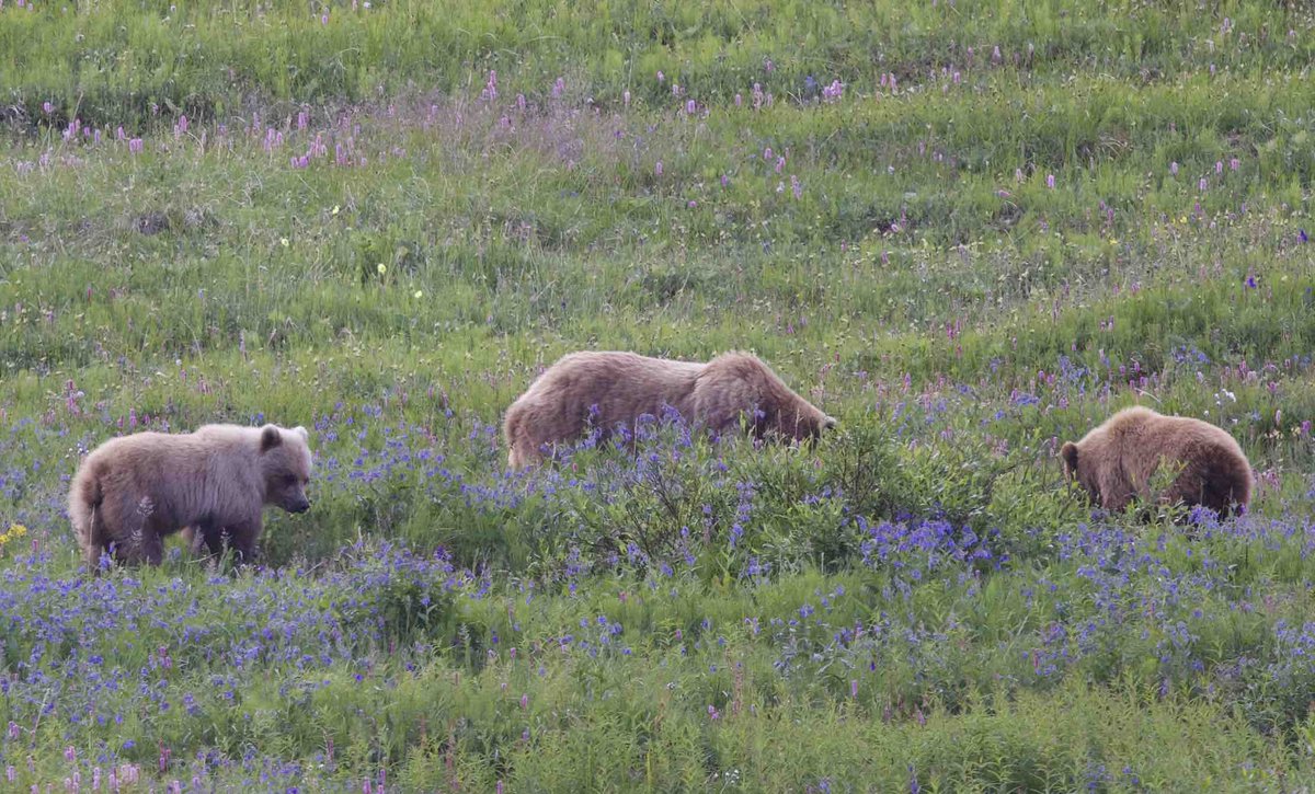 Jason Stefanides tweet media