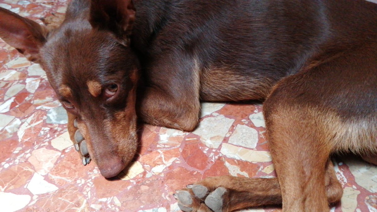 Makhnovista89's tweet photo. Este es el perrito que ha derrotado a Anita.
Lleva dos meses con nosotros, por que abandonado en mi centro de trabajo.
Tenemos 4 más y sólo podemos ser casa de acogida
Esta red está para reírse, pero también para ayudarnos.
Difundid y dm si os interesa. https://t.co/4r8a0Y68Rc