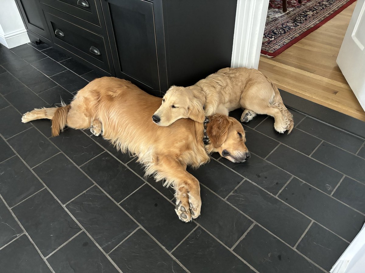 Update on how Maisie (5 1/2 mo) is getting along with big sis Nelly (5 years).  Currently using her older sis as a pillow.  #GoldenRetriever #DogsOfTwitter