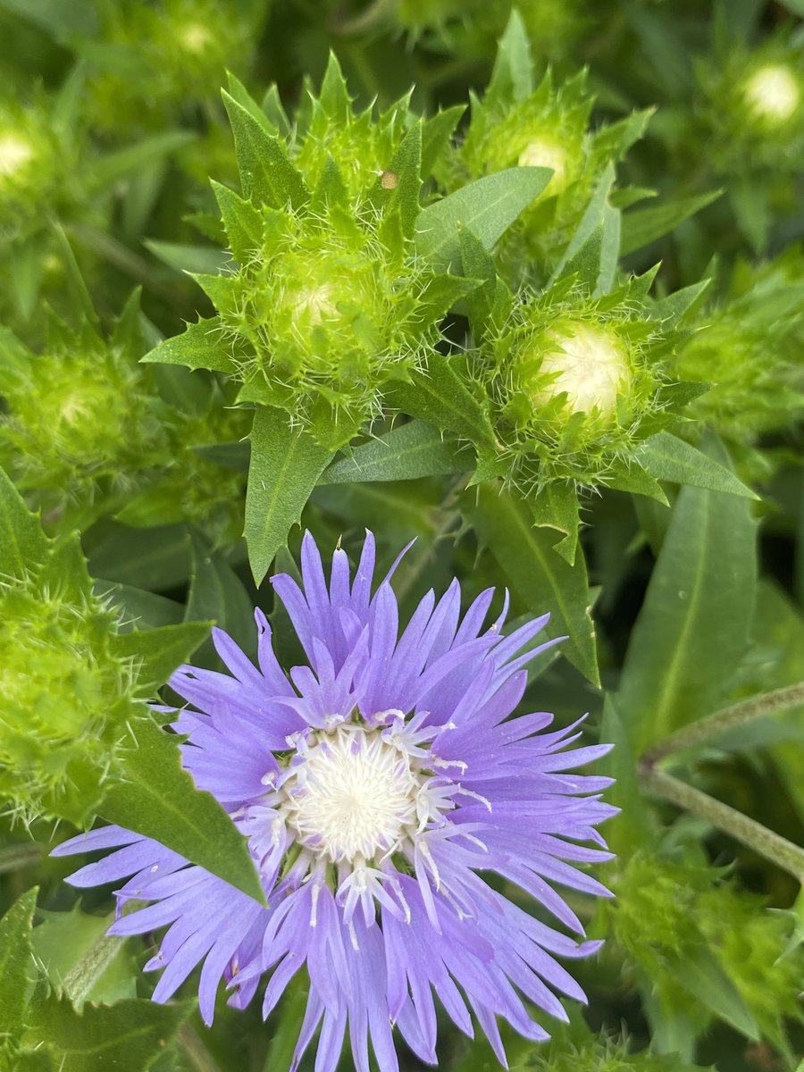 MzGags's tweet photo. #GardensOfX #FlowersOfTwitter #flowers #FlowersOfX https://t.co/JYx2ZoIKxZ