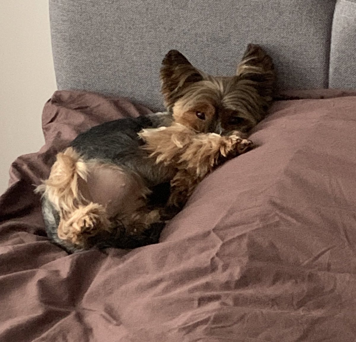 TechnicGeorge's tweet photo. @innaustinn Лулу. Дуже розумна і ще більш емоційна. https://t.co/SFWFn1Z0aR