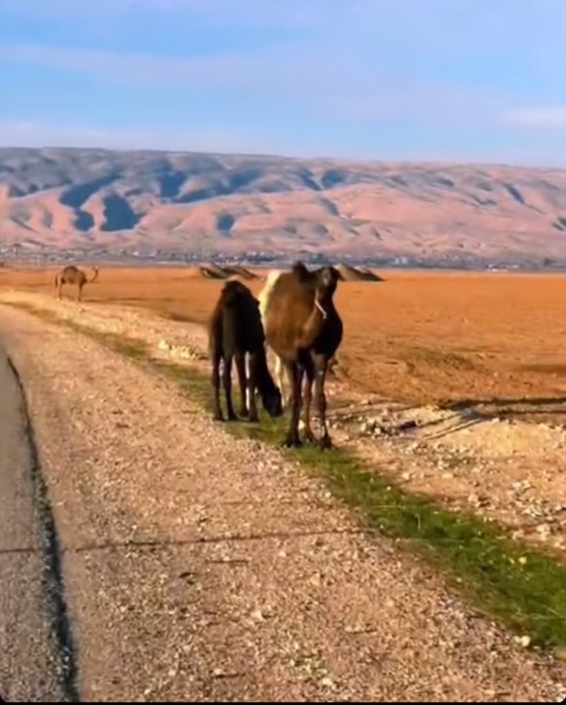 من هو يخاويني نعس راس #سنجار
#ونجــد  العــذيه نتــركه للمقفين

#الملتاع