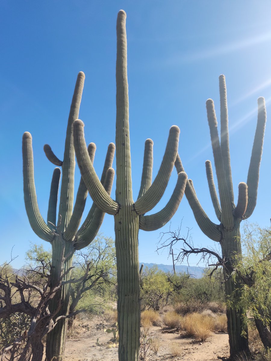 DailyPicTheme2's tweet photo. Monday 22 July
Today’s Daily Picture Theme is ‘Three'
RT or reply with your own photo
Tomorrow’s theme will be ‘Unique'
#DailyPictureTheme
Three impressive saguaro cactus in the Arizona sunshine! https://t.co/QL0qESHT3y