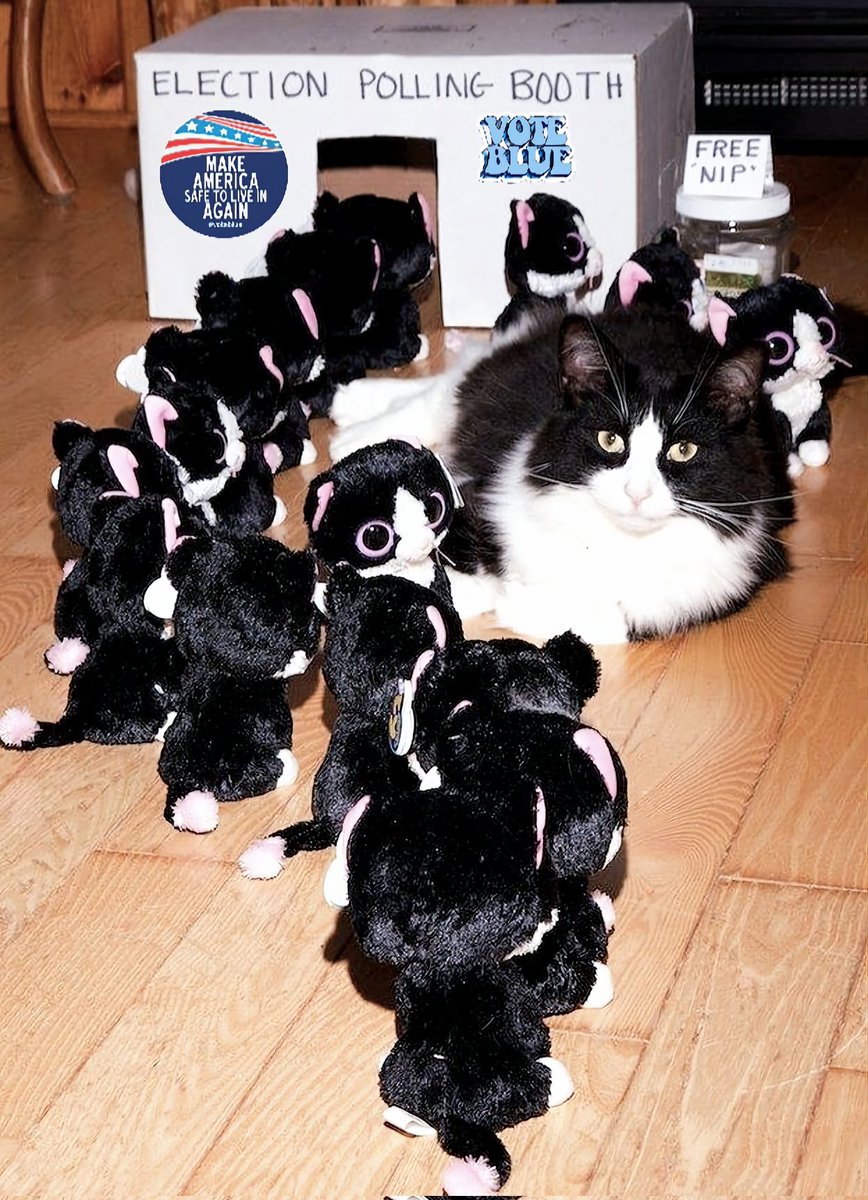 SnowFairy29's tweet photo. #CatsForKamala #LetsFcknGo ๐บ๐ฒ๐ https://t.co/ASPYtHjlvO