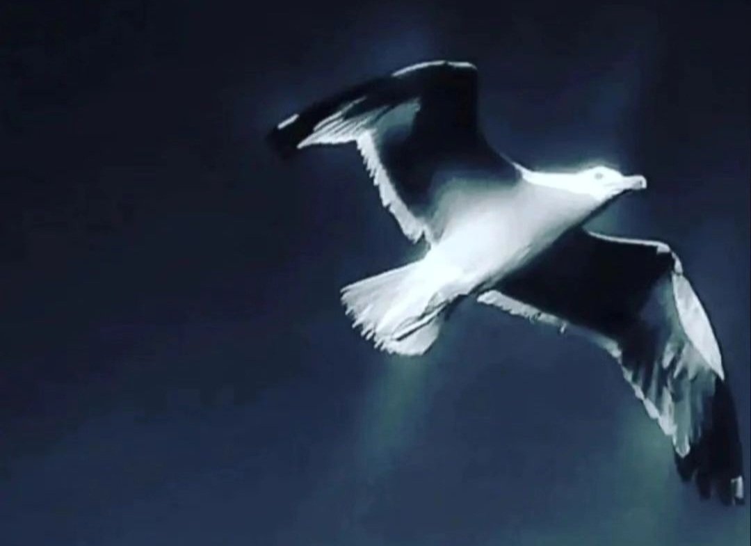 Tus alas crecerán y aprenderás a volar de nuevo 🙏❤️

🌻🌻🌻

..............