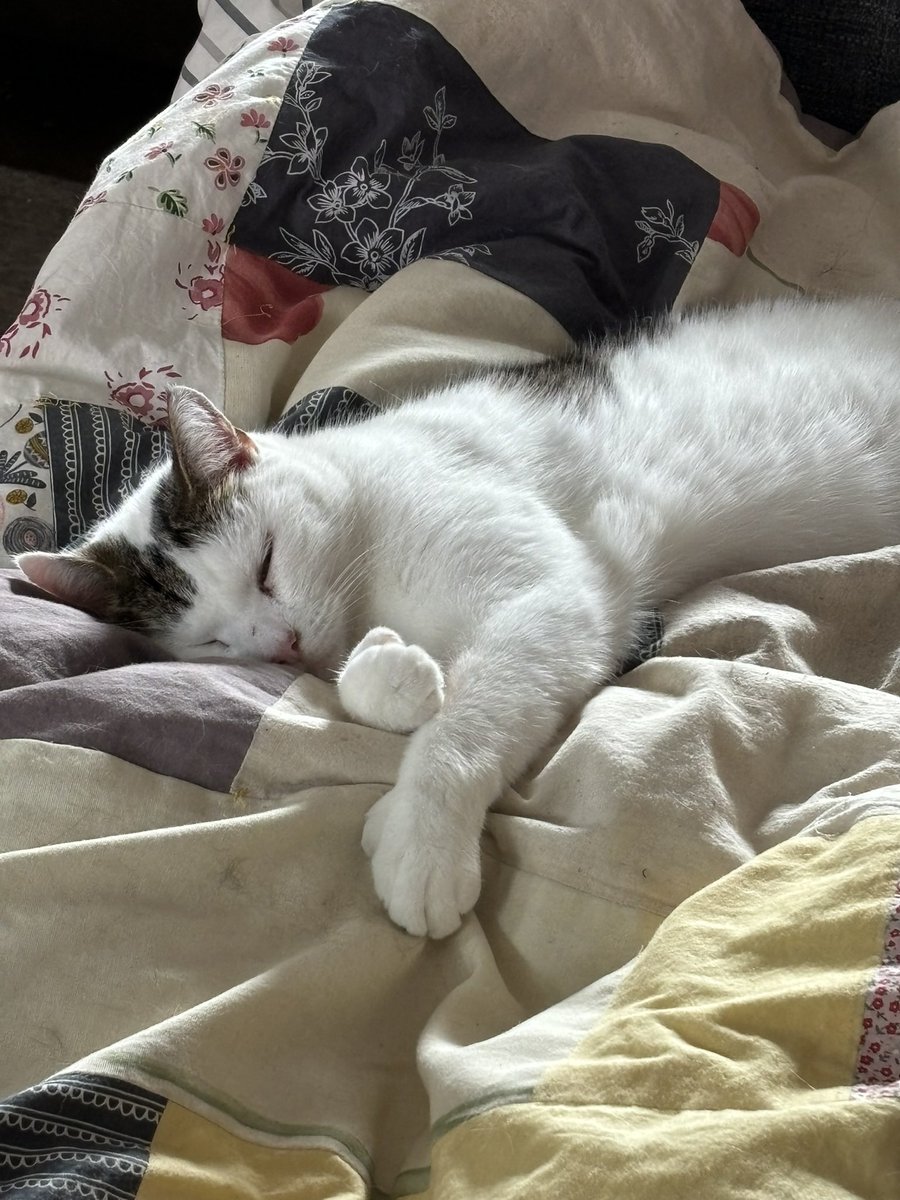 twochonks's tweet photo. @PostsOfCats https://t.co/R5tbDyrSTb