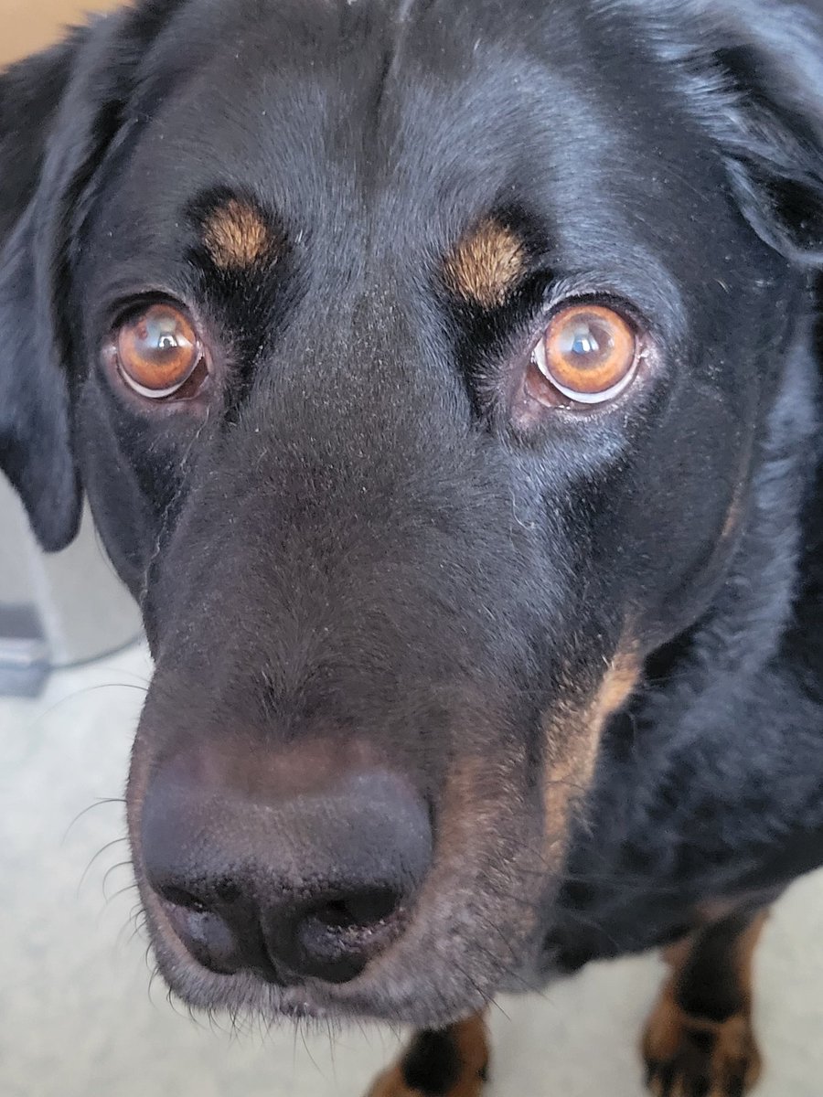 Gary the Doggy tweet media