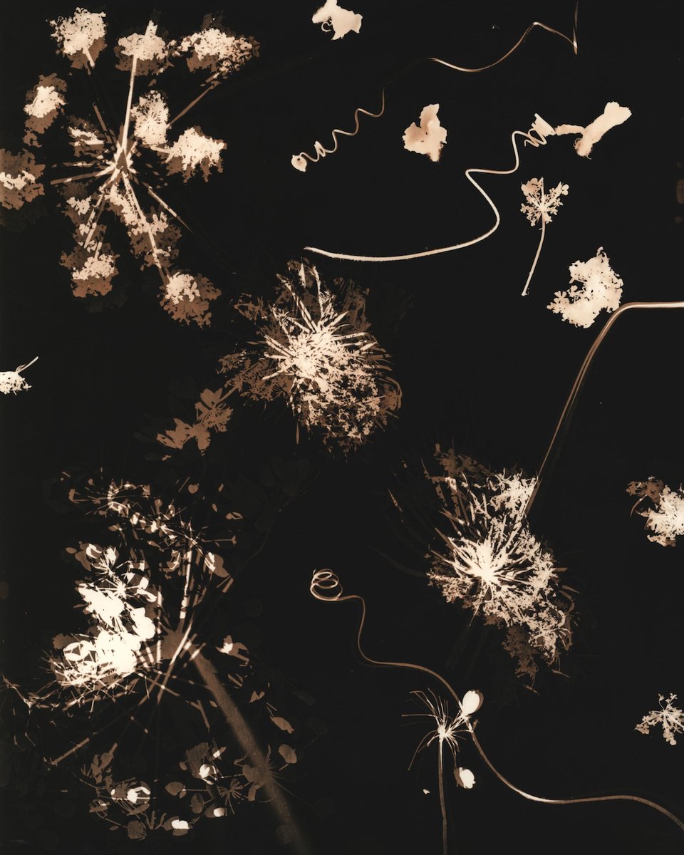 more from this recent series of Lith print photograms of weeds and wildflowers - interested in exploring the status of unwanted weed v celebrated wildflower. #cameralessphotography #photograms #lofiexperimentation #commonground