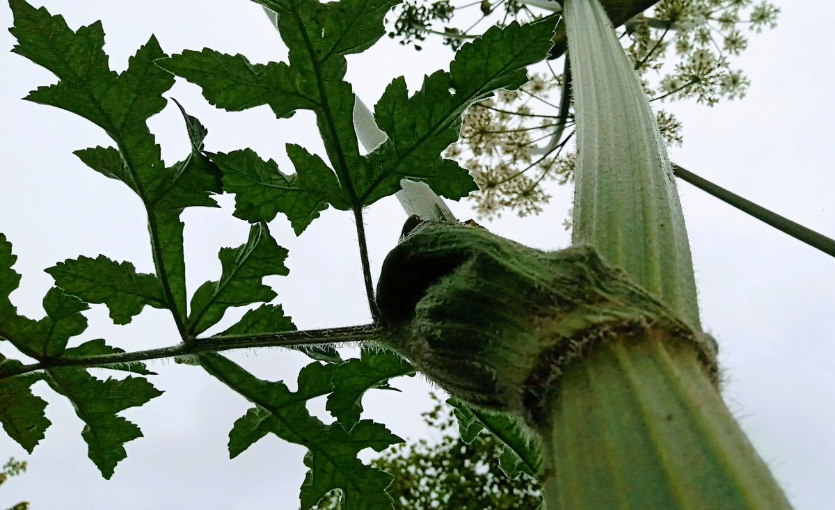 mathew frith (@frithinwood) on Twitter photo hogweed can be gigantic, without being a phototoxic giant, as towering here near Thrupp <a href="/CotswoldCanals/">Cotswold Canals Trust</a> <a href="/gloswildlife/">@Gloucestershire Wildlife Trust</a> <a href="/morethanweeds/">Morethanweeds</a> hogweed can be gigantic, without being a phototoxic giant, as towering here near Thrupp <a href="/CotswoldCanals/">Cotswold Canals Trust</a> <a href="/gloswildlife/">@Gloucestershire Wildlife Trust</a> <a href="/morethanweeds/">Morethanweeds</a>
