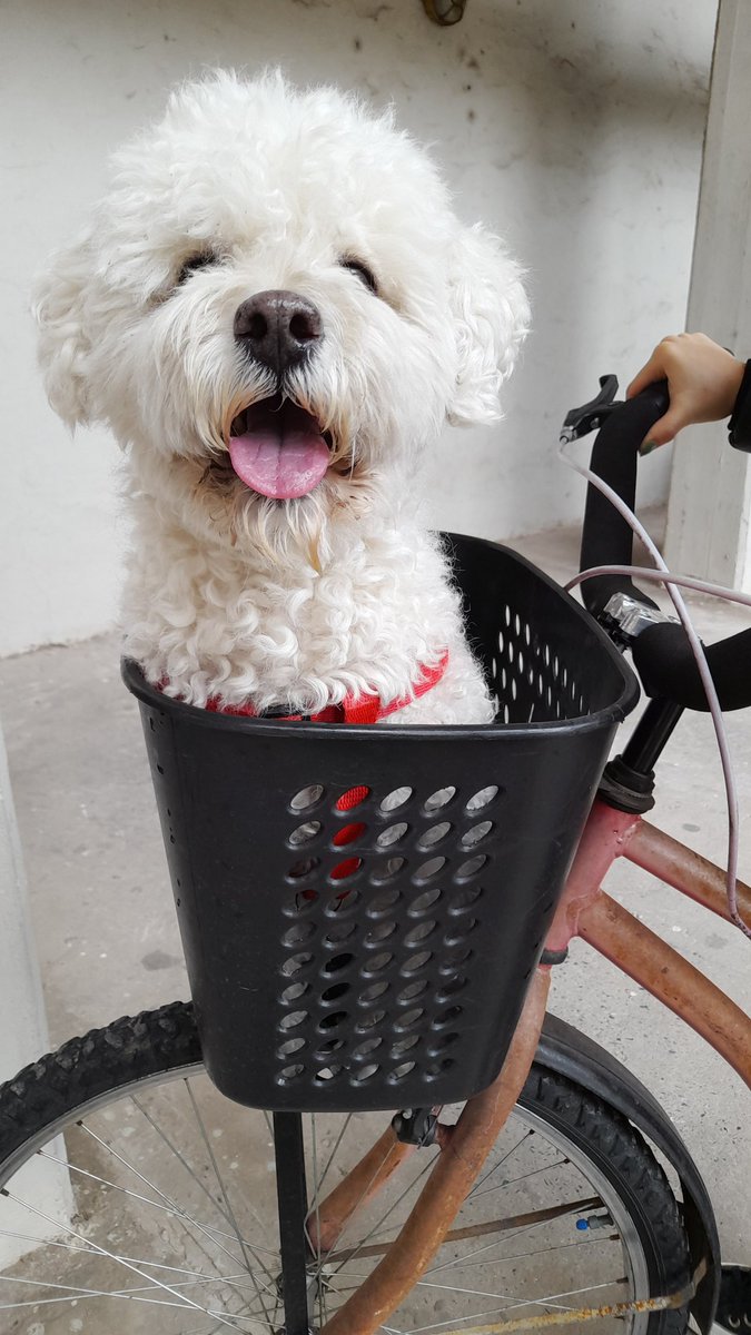 Súbete vamos a buscar perritas