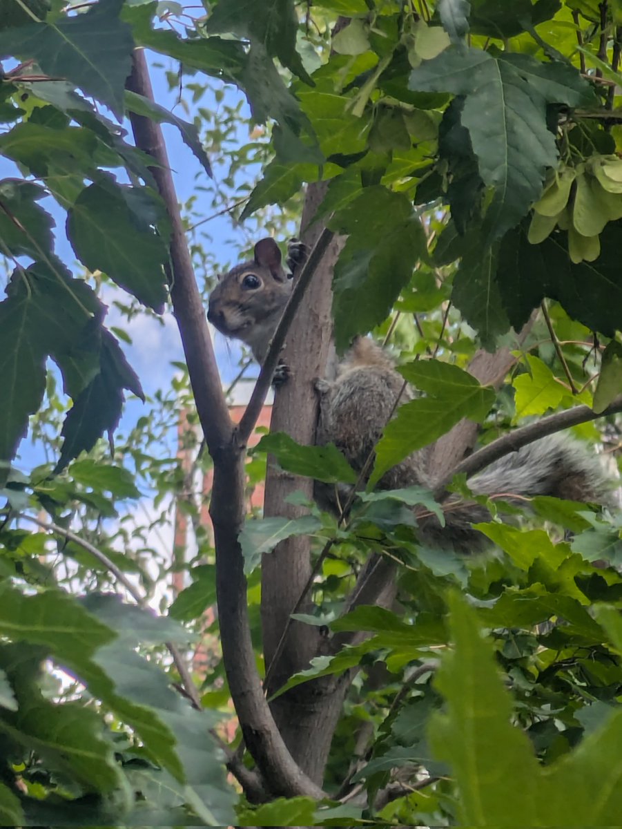 Apparently working full time on your puzzle game during the weekend is not the best idea, so I went for a walk and found this little guy on the way. #productivityisalie #solodev #indiedev #touchgrass