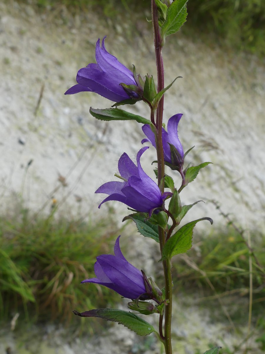 Kate Gold tweet media