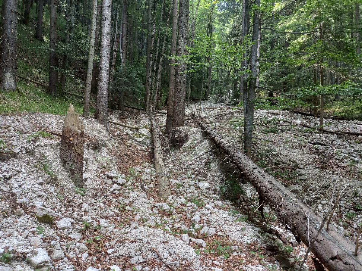 TichavskyRadek's tweet photo. Another dendro field survey of debris flows in the Carpathians with a group of enthusiastic students from @Fyz_geografieOU and colleagues from @UnivBabesBolyai  - many interesting sites visited, sampled and hopefully analysed and published the results soon :) https://t.co/BBIyDW4wfk
