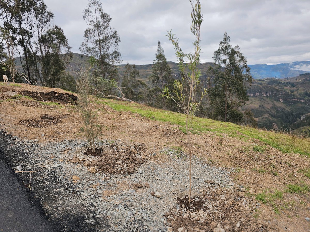 jotalloretv's tweet photo. 1. Nuestros Sistemas de Riego llevan agua a nuestros campos.
2. La vialidad conecta a la productividad con los puntos de comercialización.
3. Sembramos árboles en los costados de la vía, aportando a la reforestación de la provincia. 💯❤️
¡Seguimos #TransformandoAzuay! https://t.co/NaXKbD6E2S