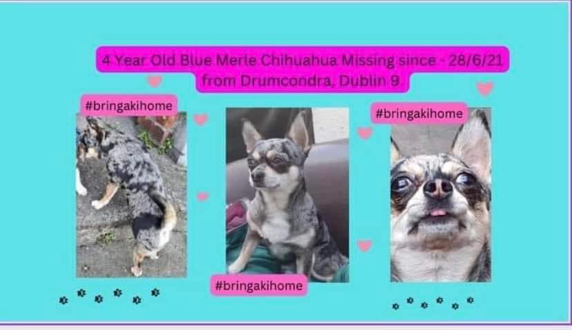 rosiedoc666's tweet image. #StolenDogHour 

#BringAkiHome please 
FOUR YEAR OLD #Chihuahua MISSING SINCE 28/6/21 #Drumcondra #DUBLIN 

HAVE YOU SEEN THIS LITTLE FELLA PLS? 

@MissingStolen @MissingDogsIrl @JacquiSaid @RachaelB100 @juliagarland73