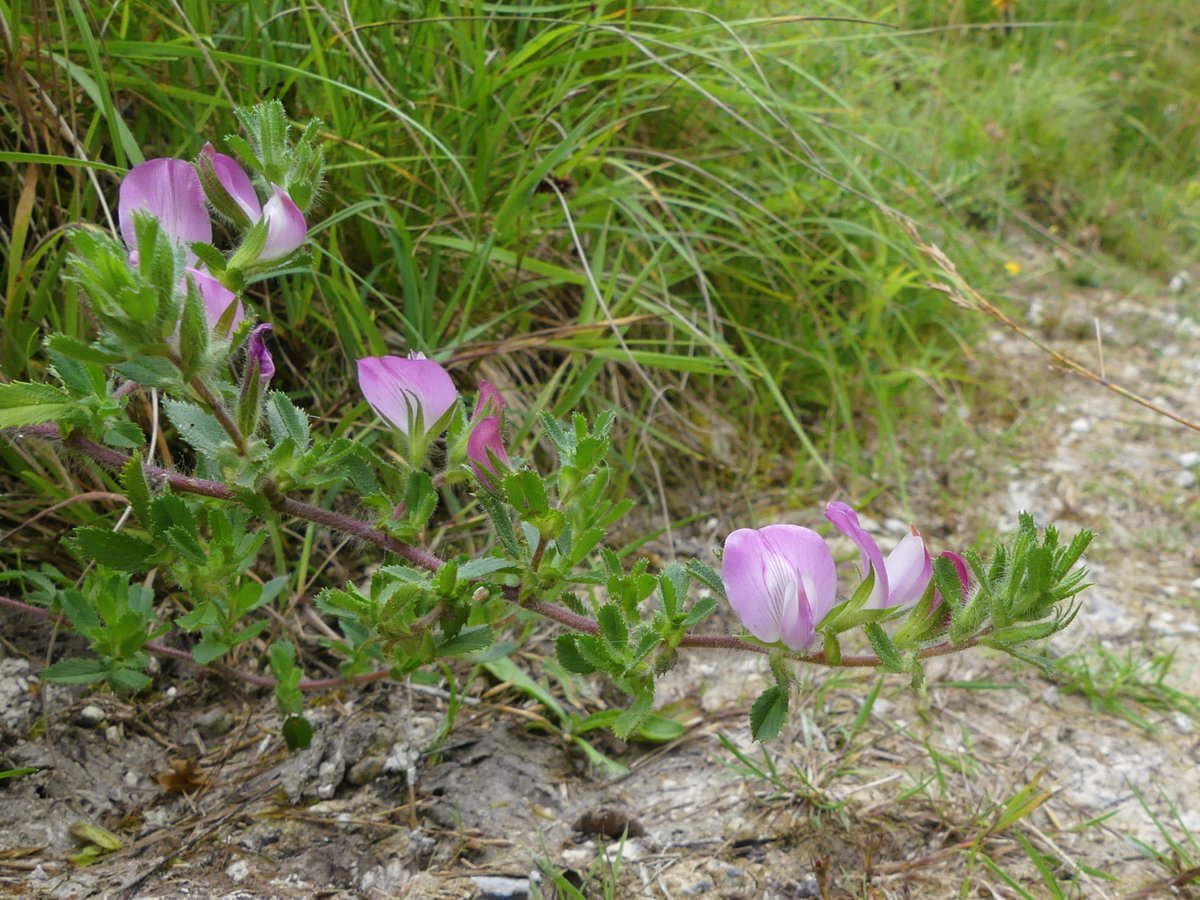 Kate Gold tweet media