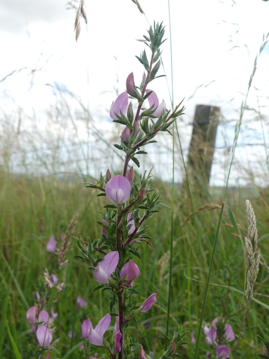 Kate Gold tweet media