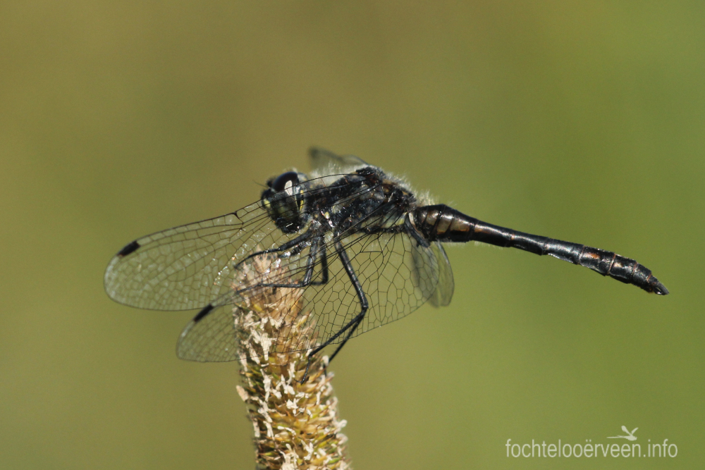 fochtelooerveen info tweet media