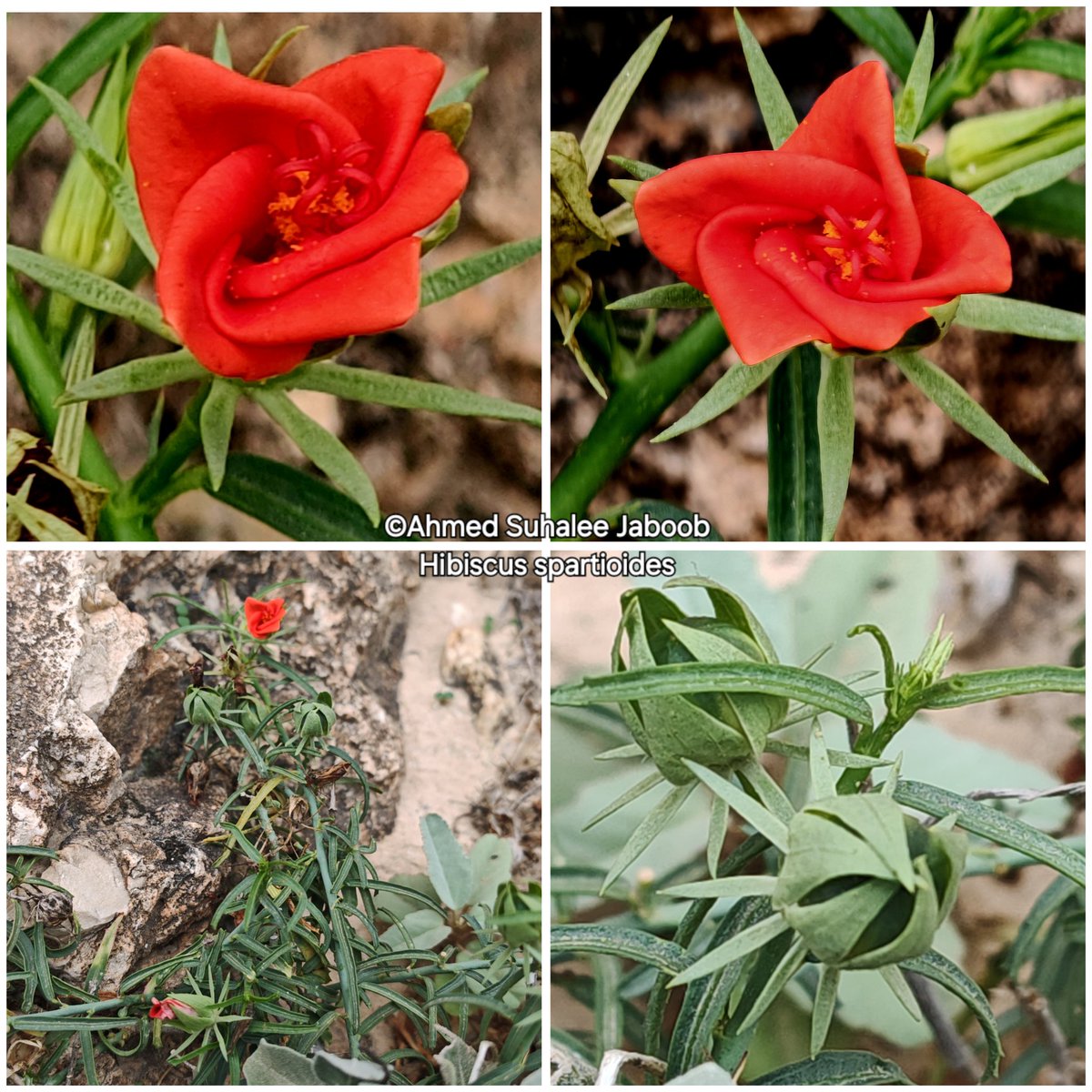 jaboobahmed7's tweet photo. #Hibiscus_spartioides
(وردة عفول) شجيرة معمرة رصدها الباحث المتألق علي سالم عكعاك في شعب عفول غرب ظفار عام 2023 . لندرتها اطلقنا عليها وردة عفول تيمنا بالمكان الذي تعيش فيه. نبات في خطر الانقراض لم نجد منها سوى بضع شجيرات منخفضة بنفس المكان
#فلورا_عمان @AliAkaak77 @MohammedAKAAK2 https://t.co/bZrsxHykt0