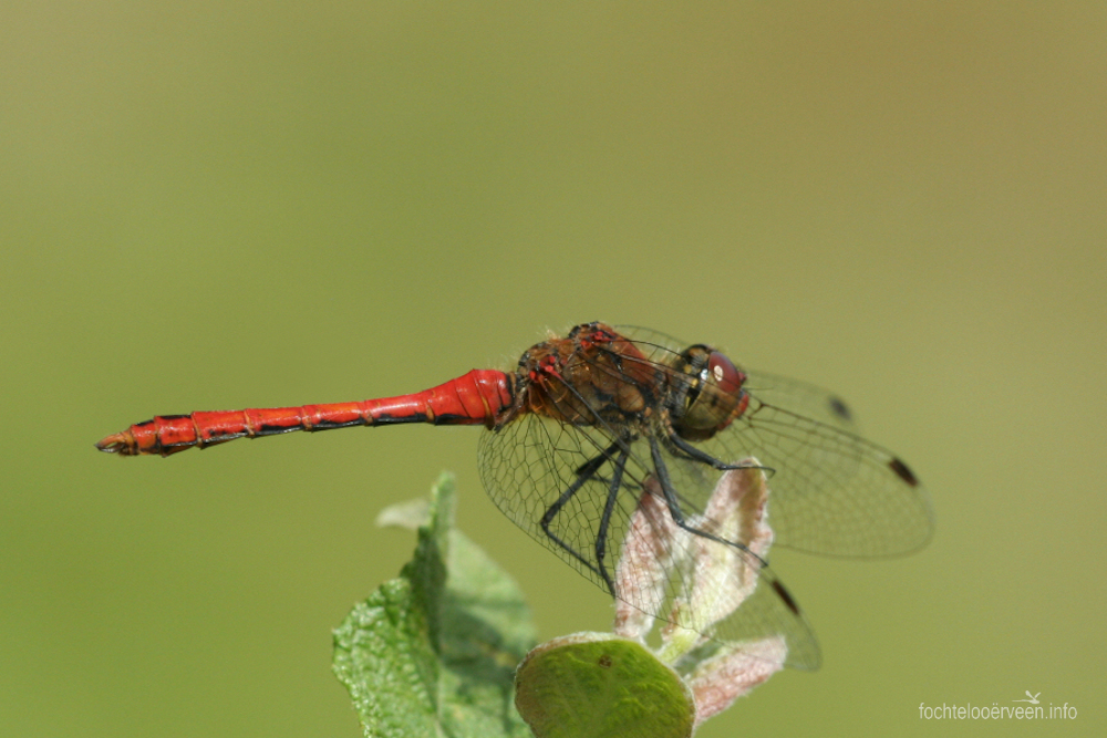 fochtelooerveen info tweet media