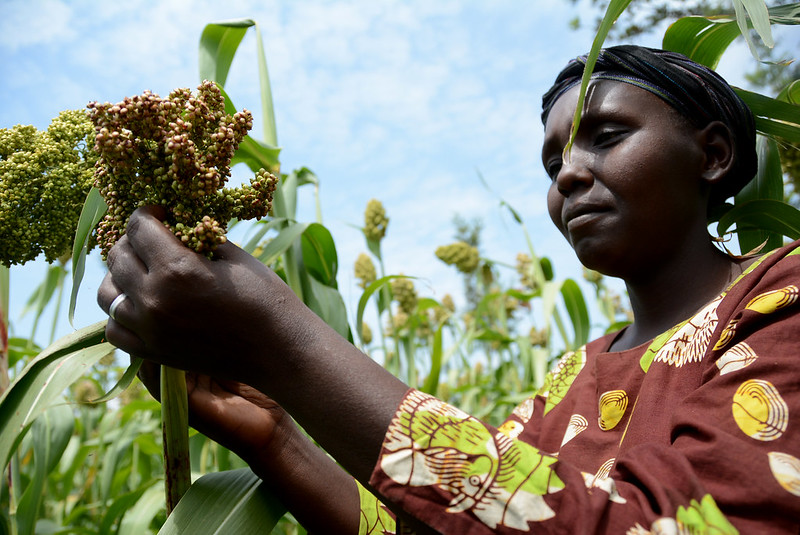WBG_Nigeria's tweet image. Public spending on agricultural research &amp;amp; development can give returns of up to 44%. 

Innovation is key to delivering more productive #FoodSystems that address global hunger &amp;amp; climate change at the same time.

Blog from Juergen Voegele:
wrld.bg/VIuQ50SGbY7
#UNFSS2023