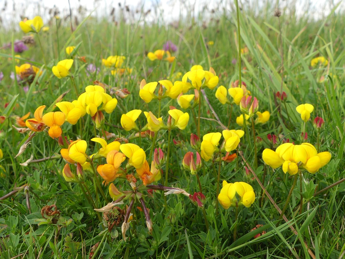 Kate Gold tweet media