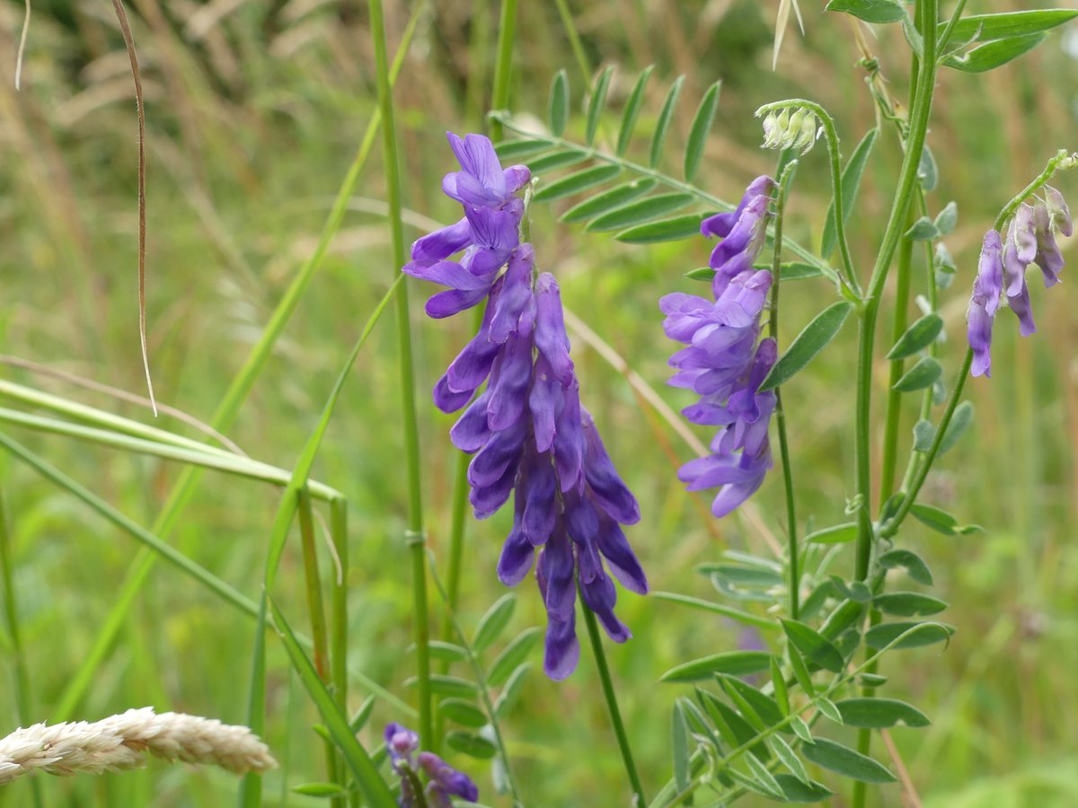 Kate Gold tweet media