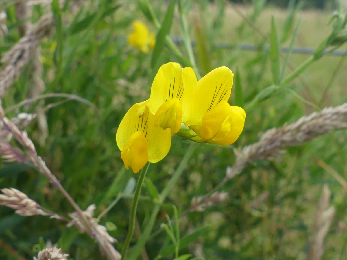 Kate Gold tweet media