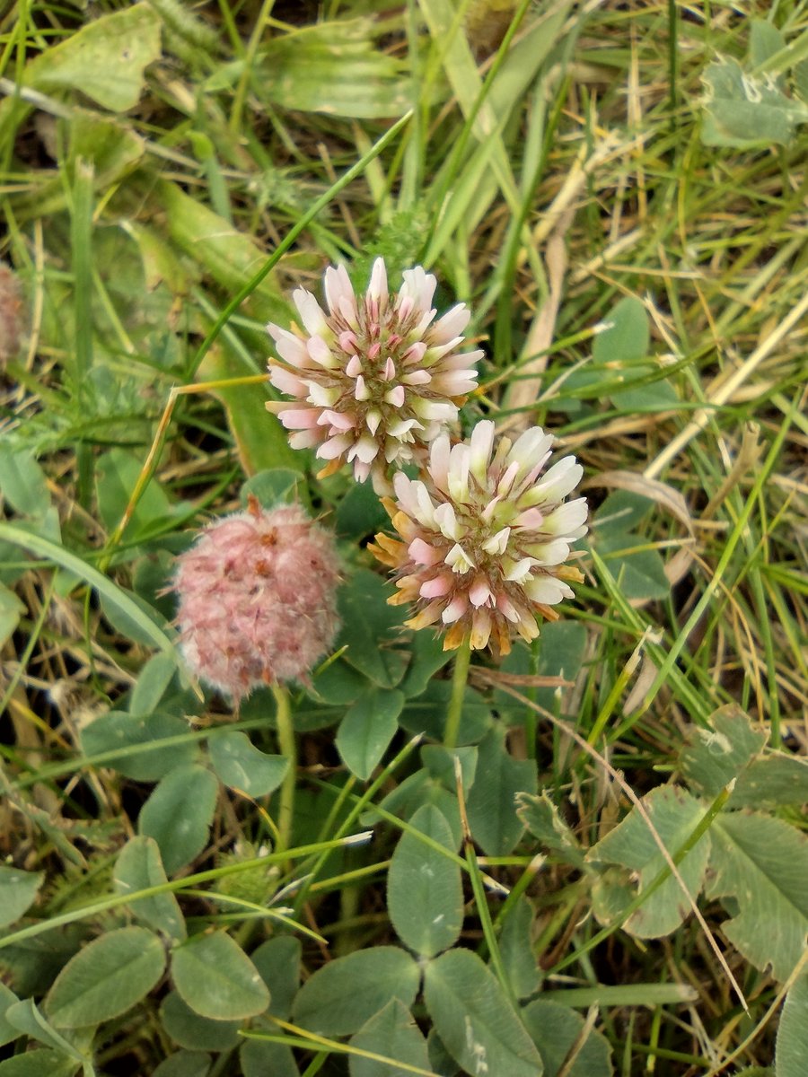 Debbie Alston (@debbie1alston) on Twitter photo Strawberry clover in flower this week on a road verge in Eastbourne, East Sussex <a href="/Sussex_Botany/">Sussex Botanical Recording Society</a> #wildflowerhour Strawberry clover in flower this week on a road verge in Eastbourne, East Sussex <a href="/Sussex_Botany/">Sussex Botanical Recording Society</a> #wildflowerhour