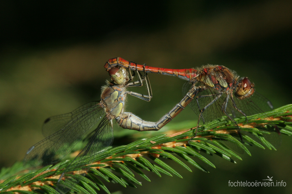 fochtelooerveen info tweet media