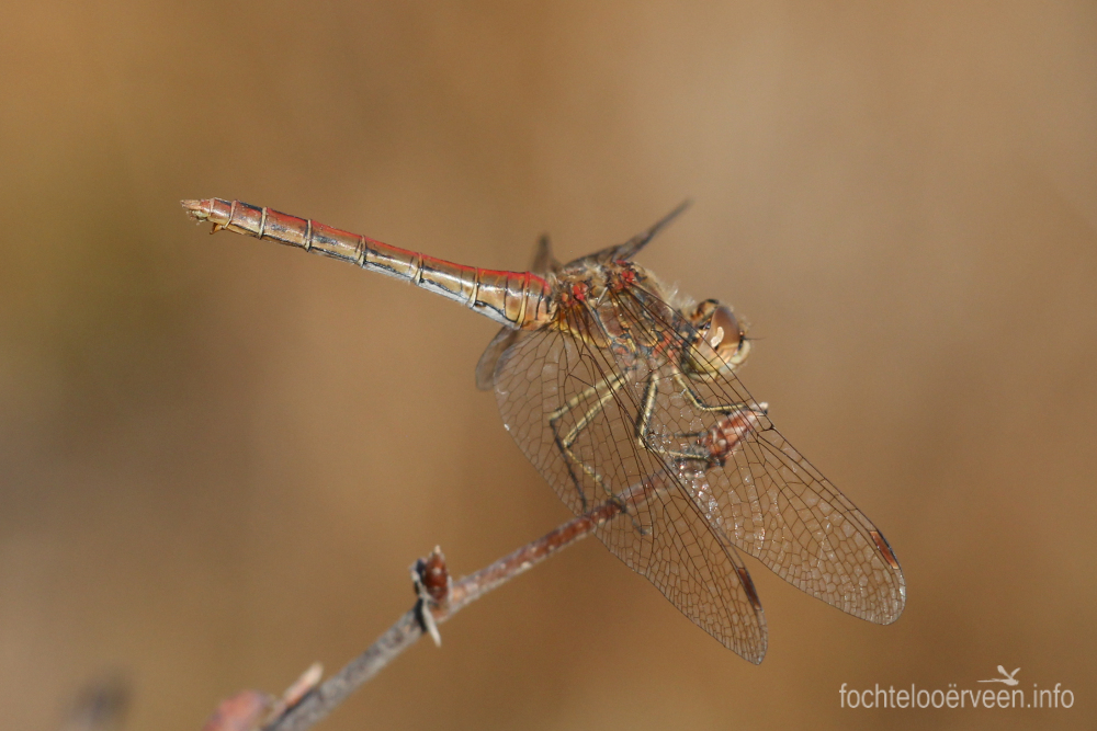fochtelooerveen info tweet media