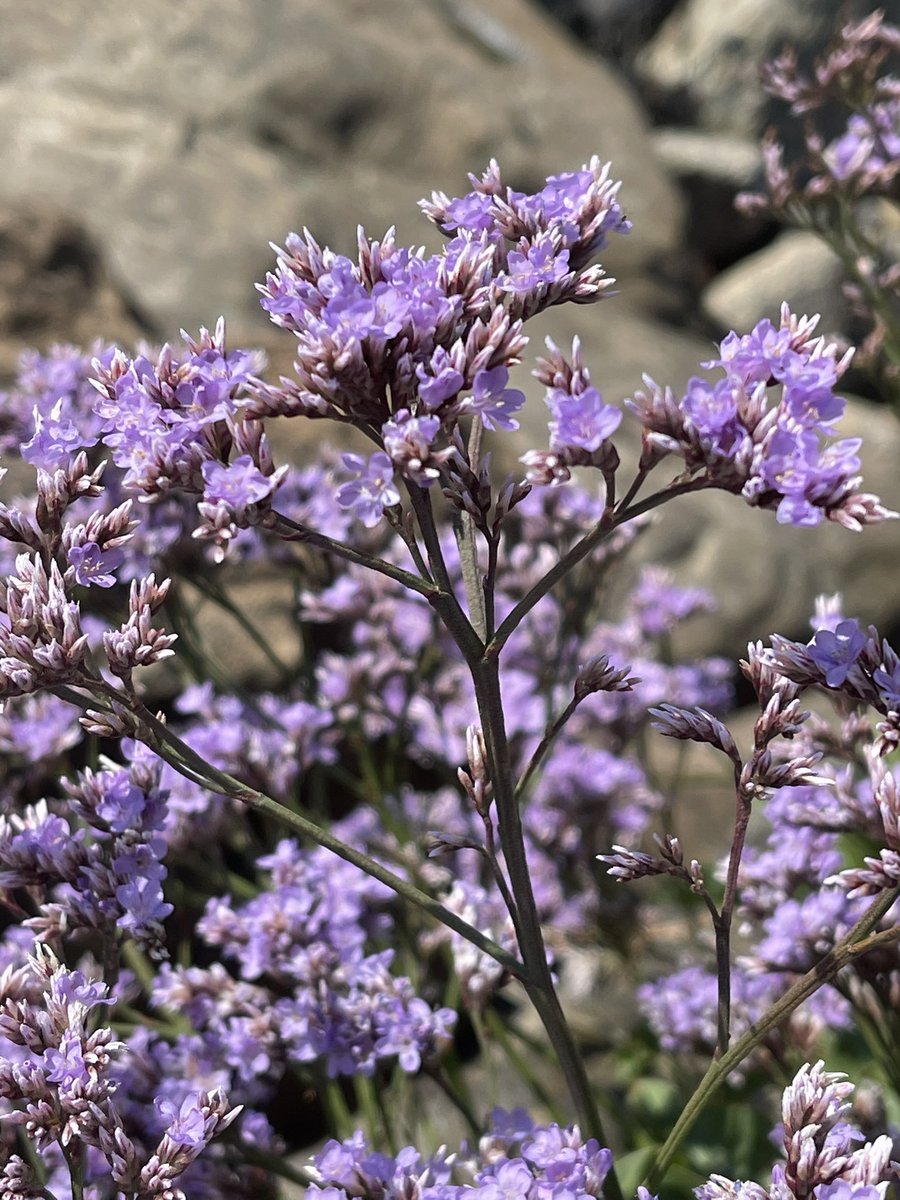 Found a beautiful patch of Sea Lavender this week on the Northumberland coast #wildflowerhour