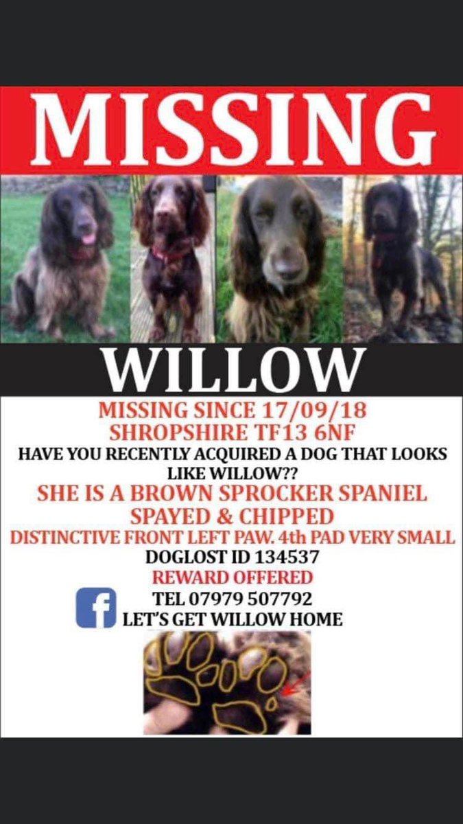 rosiedoc666's tweet photo. #StolenDogHour 

STOLEN WILLOW 
TOOK A WHILE TO REALISE SOMEONE HAD TAKEN HER, it was thought she’d wandered off at first 
THINGS LIKE THIS DIDNT HAPPEN IN #TF13 
Female brown #Sprocker 
Chipped&amp;spayed 
And a distinctive left 🐾 paw 
HAVE U CHECKED YOUR FRIENDS DOGs PAW? 17/9/18 https://t.co/7jRoVceOy5