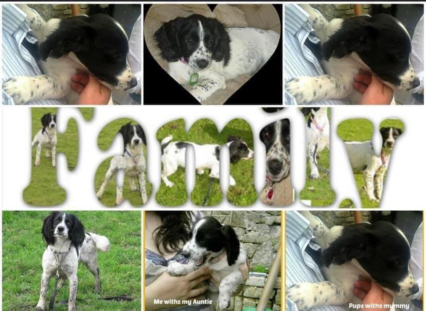 rosiedoc666's tweet photo. #StolenDogHour 

WHERE ARE YOU PUP? 

STOLEN AS A PUP 
HER MUM HAS DONE EVERYTHING TO TRY N FIND HER - she’s been broken and bounced back 
#PetTheft is so cruel &amp; heartless 
#whereisourpup 
16/11/13 #Cornwall 

https://t.co/G6MP28qpTR

@RachaelB100 @JacquiSaid @millypod1 https://t.co/pDwAV5vPMJ