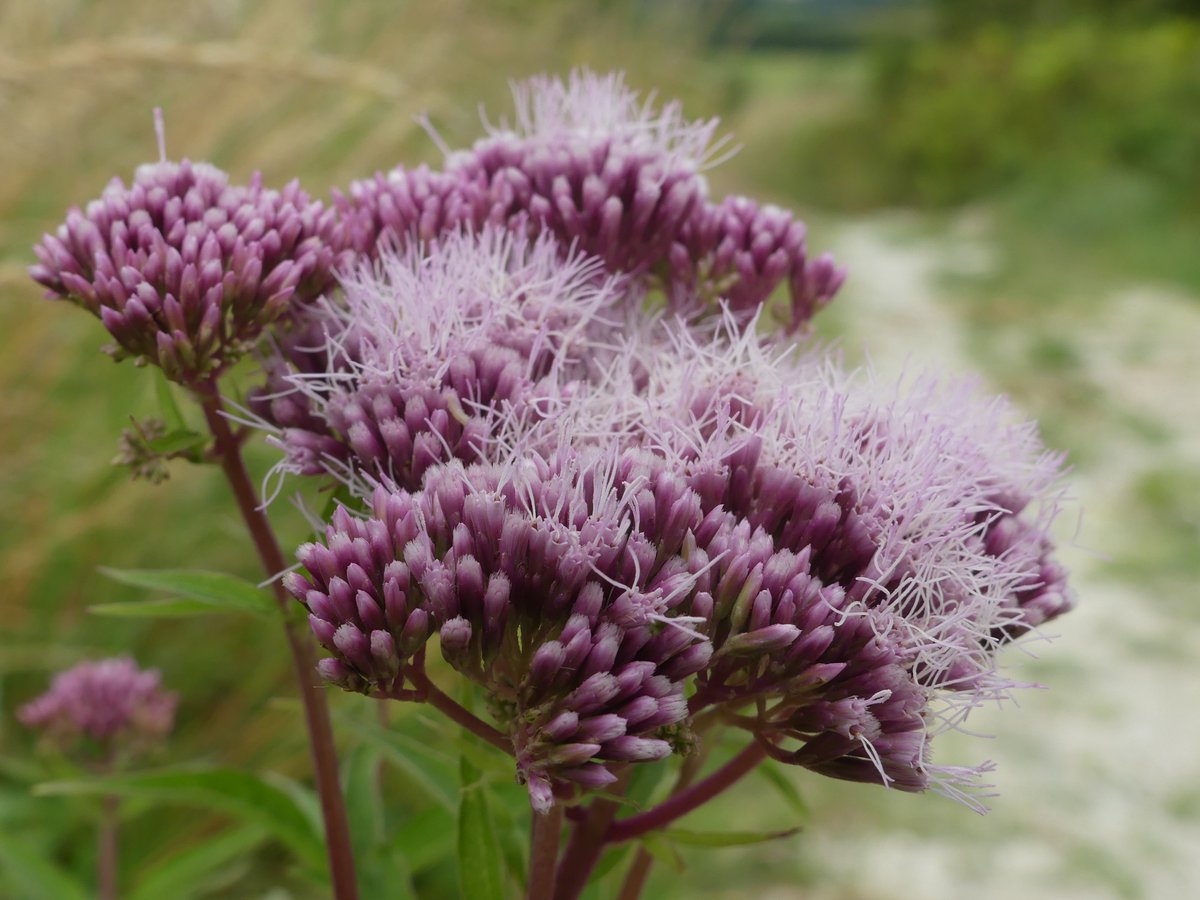 Kate Gold tweet media